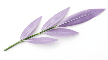 Obraz premium Closeup of a delicate lavender leaf with soft purple hues and high detail veins placed on a clean pristine white background creating a serene and calming minimalist botanical image