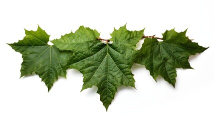 image of an ivy leaf with jagged edges deep green hues and soft lighting isolated on a clean white background  The leaf displays a vibrant natural texture and fresh lush appearance