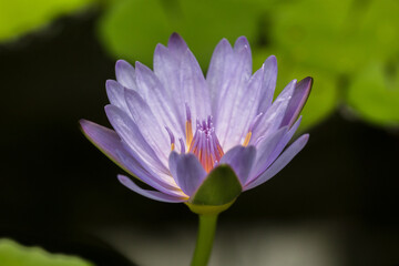 water lily