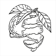 Outline sketch of lemon or lime hanging on the sprig with leaves and lemon-shaped peel twisted into a spring. Freehand drawing for nature prints, zest-containing product packaging, kitchen accessories