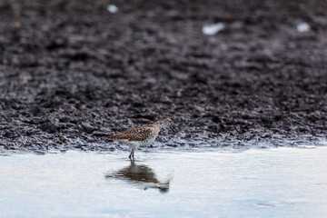 Wood sandpiper standing in the water at a muddy beach