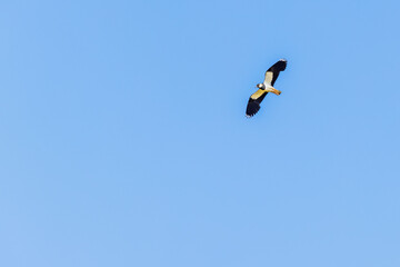 Northern lapwing flying flying on a blue summer  sky