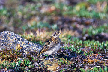 Young Horned lark on the ground