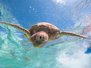 Turtle swimming at Lady Elliot Island on the Great Barrier Reef