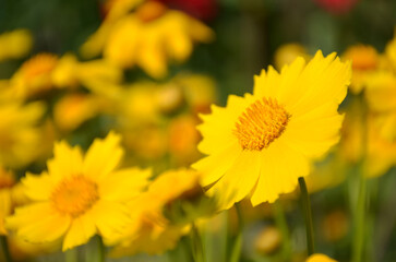 Large-flowered Tickseed Sonnenkind flower - Latin name - Coreopsis grandiflora Sonnenkind