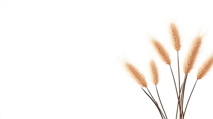 Obraz premium Delicate golden wheat stalks gracefully arranged against a minimalist white background