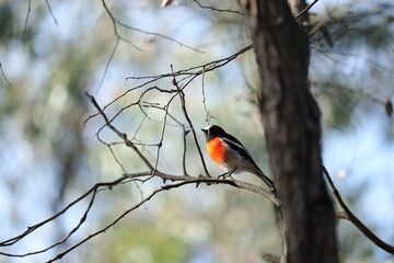 Scarlet Robin Perched on a Tree in Beautiful Nature