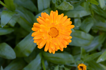Yellow marigold flower close-up with green leaves in garden setting