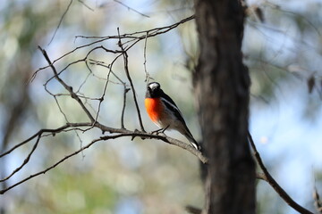 Scarlet Robin Perched on a Tree in Beautiful Nature