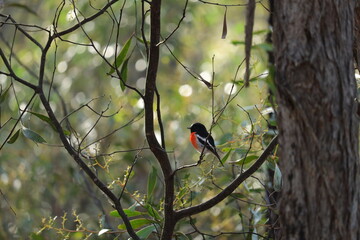 Scarlet Robin Perched on a Tree in Beautiful Nature
