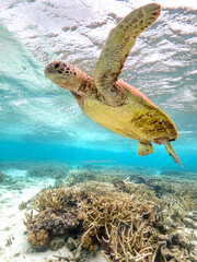 Turtle swimming at Lady Elliot Island on the Great Barrier Reef