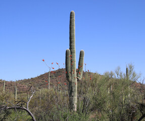 Orgelpfeifenkaktus - Organpipe cactus