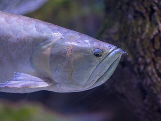 tropical fish in aquarium