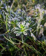 A plant at dawn in frost