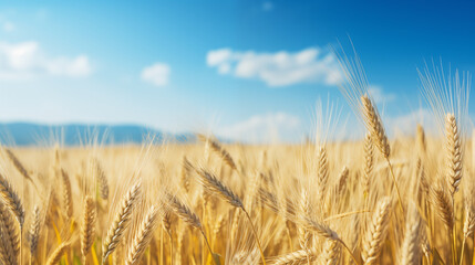 Naklejka premium Photos of barley field background, light day
