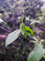 A drop of rain on a leaf