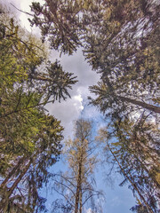 Obraz premium Pine and sky. View from below. 