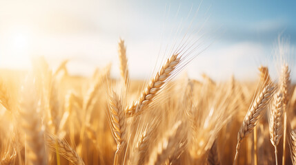 Photos of barley field background, light day