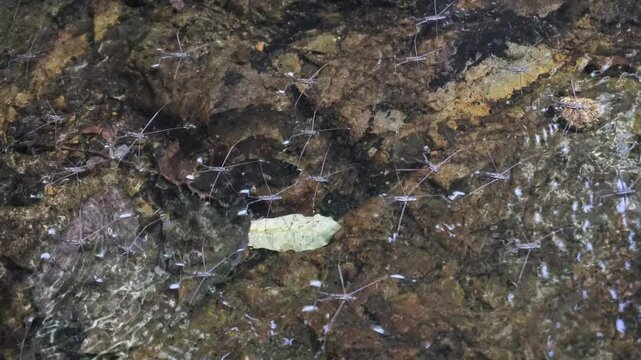 A water strider moves across the surface of a natural water source