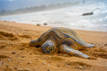 ハワイ　ウミガメ