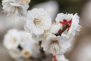 Japanese apricot