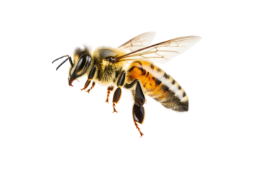 Close-up of a bee in flight with transparent wings extended. The bee is isolated on a transparent background.