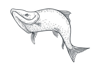 Sea fish swimming black white vector illustration. Salmon monochrome sketch hand drawn. Nerka fish painted ink engraving art. Sockeye drawing in graphic. Design element for package, label, sign board.