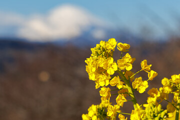 山頂の早咲菜の花