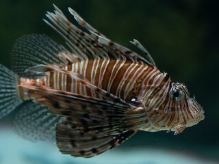 tropical fish in aquarium
