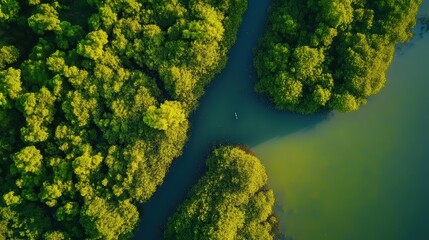Naklejka premium Aerial view of lush green forest surrounding a winding river, showcasing vibrant foliage and tranquil waters in a serene natural landscape.