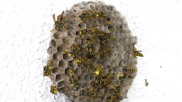 Close-up footage of a digger wasp and its nest, a european species of wasp belonging to the Vespa genus.