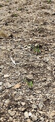Rocky ground with sparse vegetation. Dry, cracked earth with patches of green shoots emerging.  Stone and pebble scattered terrain, suggesting arid conditions