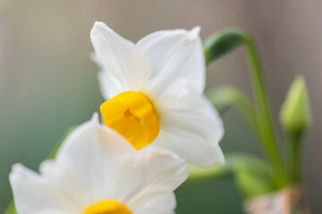 Fototapeta premium daffodil, narcissus