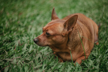 A brown dog sits in the yard, its coat sharply in focus, while the surrounding plants and house appear softly blurred in the background.

