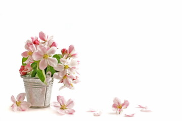 Fototapeta premium Spring flowers. Apple branch on white background. Card with copy space. Nature border.