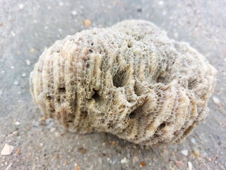 coral reefs on the beach sand
