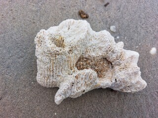 coral reefs on the beach sand
