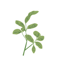 fresh mint leaves