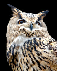 A large owl with a big eye stares at the camera