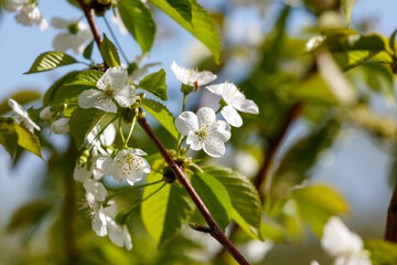 A tree with white flowers is in full bloom