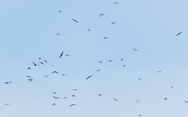 A flock of birds flying in the sky