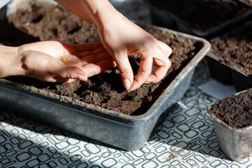 A person is planting seeds in a tray of dirt