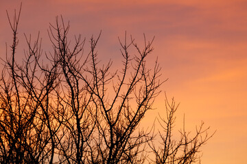 A tree with no leaves is silhouetted against a pink and orange sky
