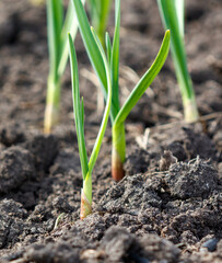 A few green plants are growing in the dirt