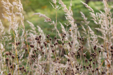
a field of reeds with brown seeds and long, narrow leaves blowing in the wind.