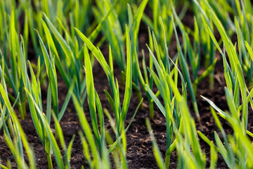 A field of green grass with some dirt in the background