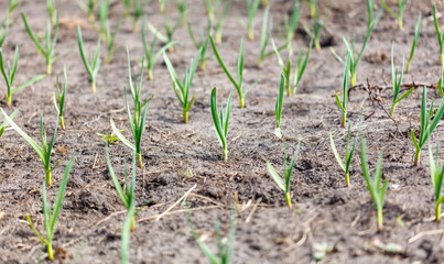 A field of green plants with brown dirt