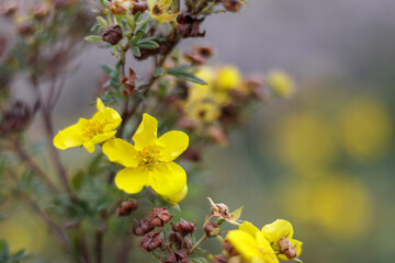
yellow flowers growing on a bush with green leaves.