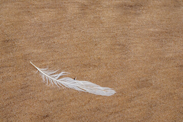
a white seagull feather can be seen on a sandy background.