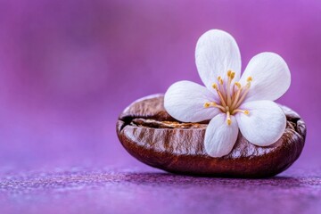 Fototapeta premium Single coffee bean adorned with a delicate white flower